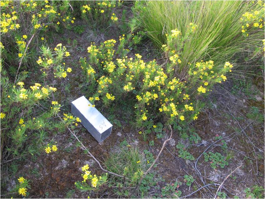 rodent trap set in charranfe bushes